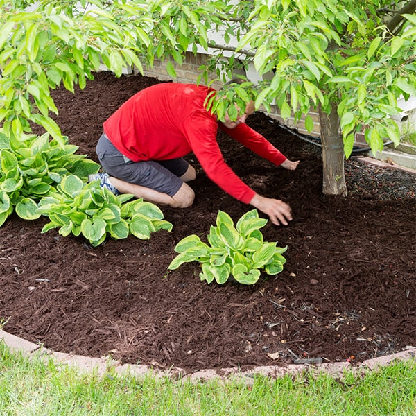 we offer a variety of mulch options for installation including organic, dyed, and natural mulch